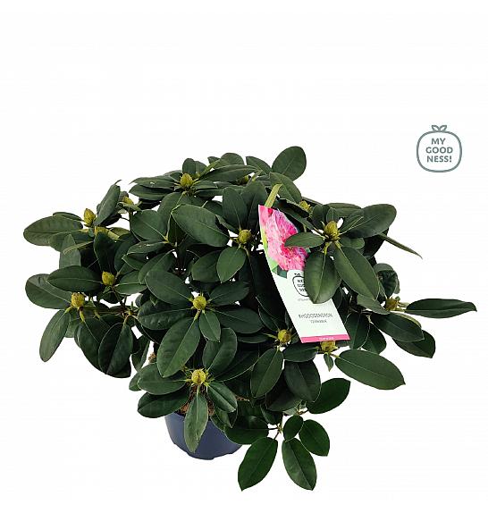 Rhododendron hybrid Germania C7,5 Lit. 50-60 cm
