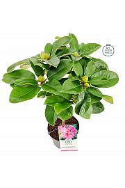 Rhododendron hybrid Germania C3 Lit. Na steblu 30 cm