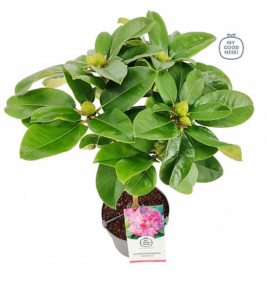 Rhododendron hybrid Germania C3 Lit. Na steblu 30 cm