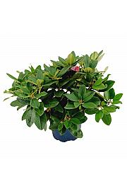 Rhododendron hybrid Germania C15 Lit. 70-80 cm