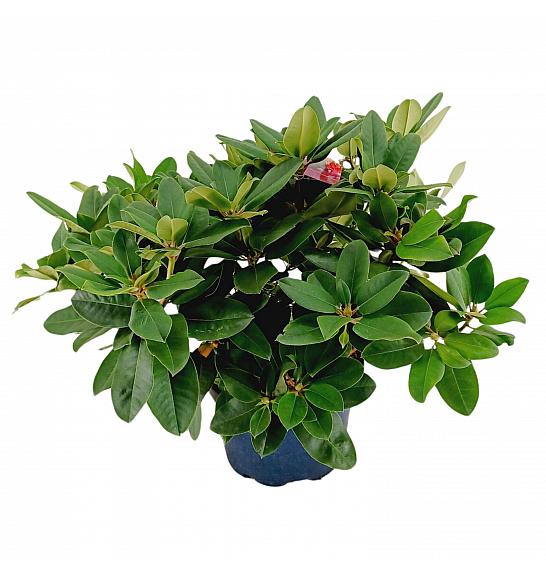 Rhododendron hybrid Germania C15 Lit. 70-80 cm
