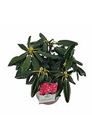 Hibridni rododendron Fantastica C4 Lit. 30-40 cm