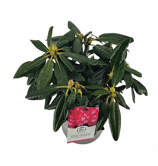 Rhododendron hybrid Fantastica C4 Lit. 30-40 cm