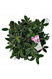 Rhododendron hybrid Eucharitis C7,5 Lit. 50-60 cm