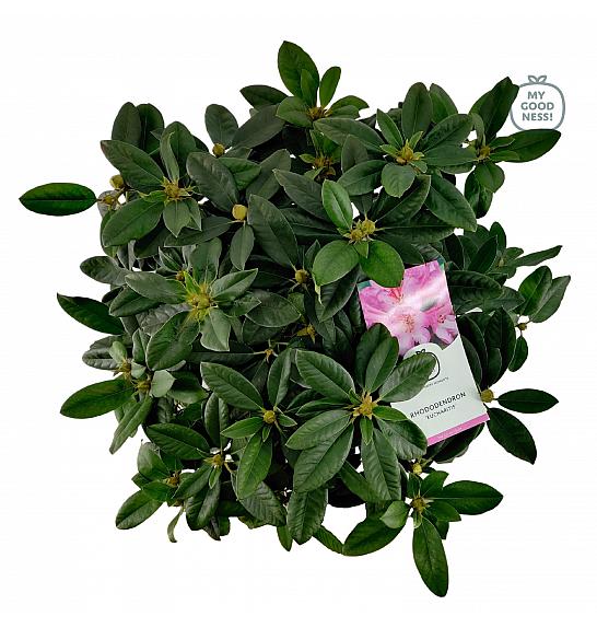 Rhododendron hybrid Eucharitis C7,5 Lit. 50-60 cm