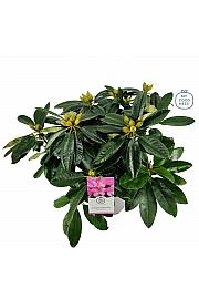 Rhododendron hybrid Eucharitis C5 Lit. 40-50 cm