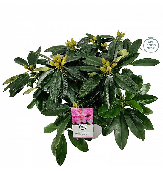 Rhododendron hybrid Eucharitis C5 Lit. 40-50 cm