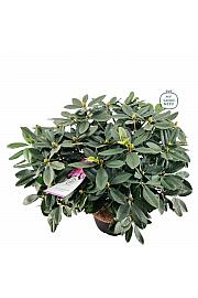 Rhododendron hybrid Eucharitis C25 Lit. 100 cm