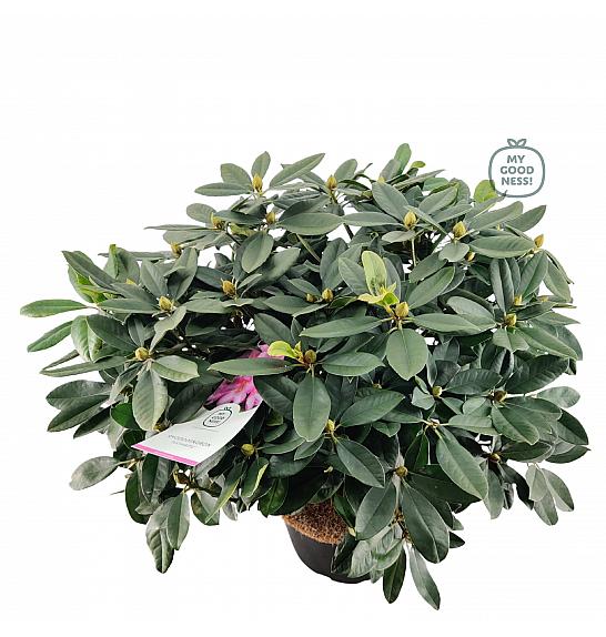 Rhododendron hybrid Eucharitis C25 Lit. 100 cm