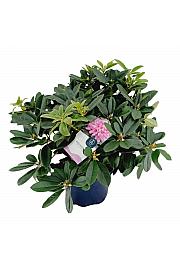 Rhododendron hybrid Eucharitis C15 Lit. 70-80 cm