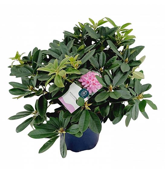 Rhododendron hybrid Eucharitis C15 Lit. 70-80 cm