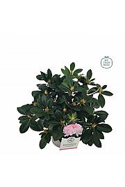 Rhododendron hybrid Dreamland C4 Lit. 30-40 cm