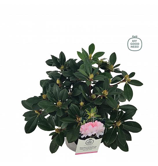Rhododendron hybrid Dreamland C4 Lit. 30-40 cm