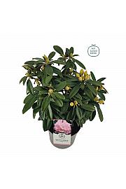 Rhododendron hybrid Doc C4 Lit. 30-40 cm