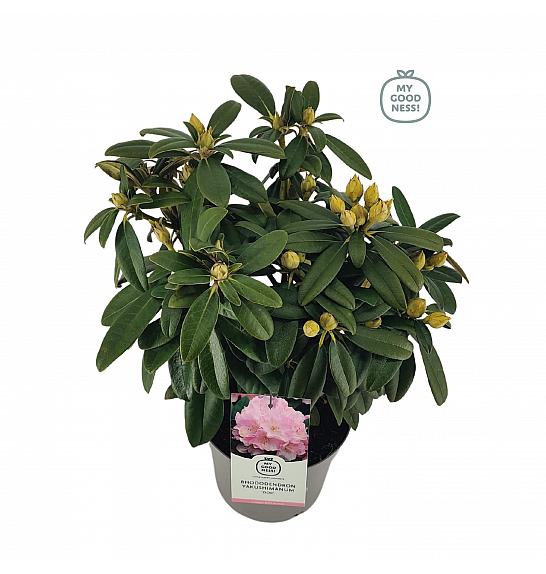 Rhododendron hybrid Doc C4 Lit. 30-40 cm