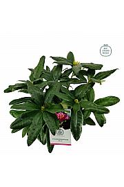 Rhododendron hybrid Delta C2 Lit. 30-35 cm