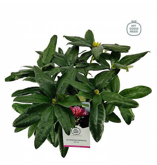 Rhododendron hybrid Delta C2 Lit. 30-35 cm