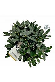 Rhododendron hybrid Cunningham White C7,5 Lit. 50-60 cm
