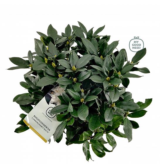 Rhododendron hybrid Cunningham White C7,5 Lit. 50-60 cm