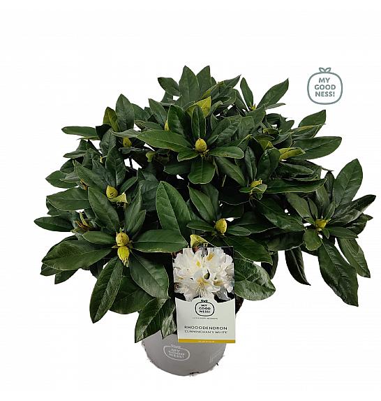 Hibridni rododendron Cunningham White C5 Lit. 40-50 cm