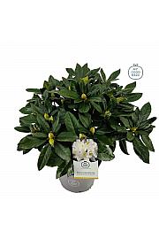 Rhododendron hybrid Cunningham White C5 Lit. 40-50 cm
