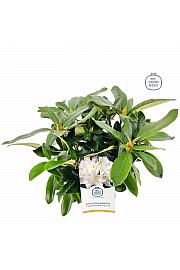Rhododendron hybrid Cunningham White C2 Lit. 30-35 cm