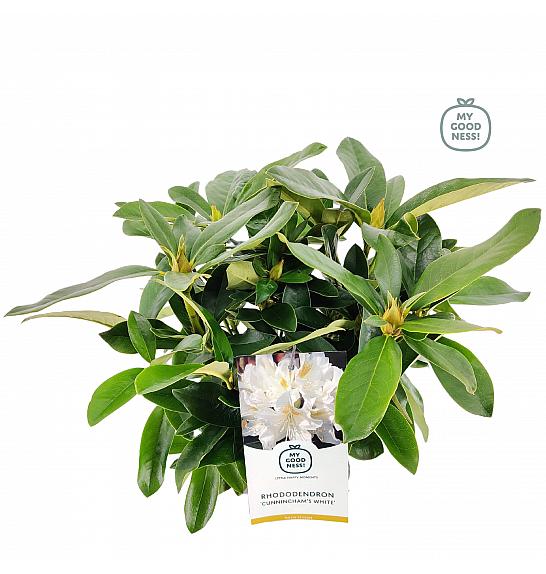 Rhododendron hybrid Cunningham White C2 Lit. 30-35 cm