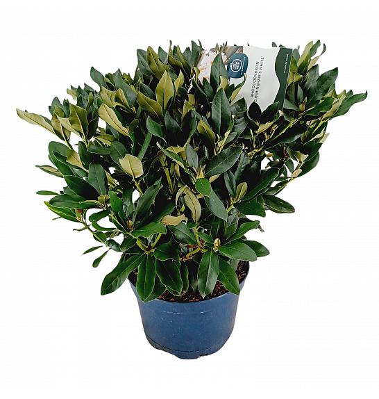 Rhododendron hybrid Cunningham White C15 Lit. 70-80 cm