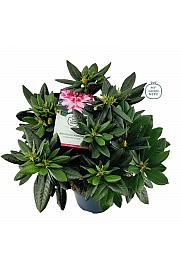 Rhododendron hybrid Cosmopolitan C7,5 Lit. 50-60 cm
