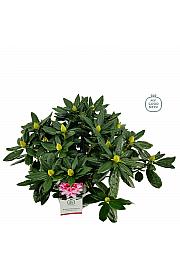 Rhododendron hybrid Cosmopolitan C5 Lit. 40-50 cm
