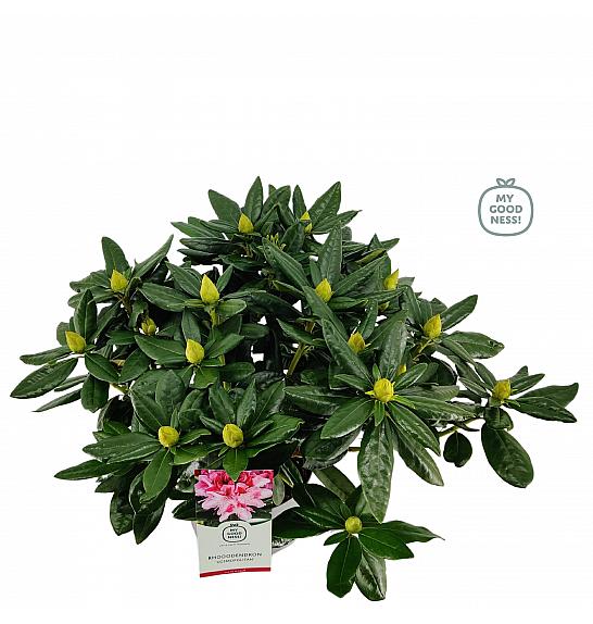 Rhododendron hybrid Cosmopolitan C5 Lit. 40-50 cm