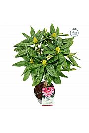 Rhododendron hybrid Cosmopolitan C3 Lit. Na steblu 30 cm