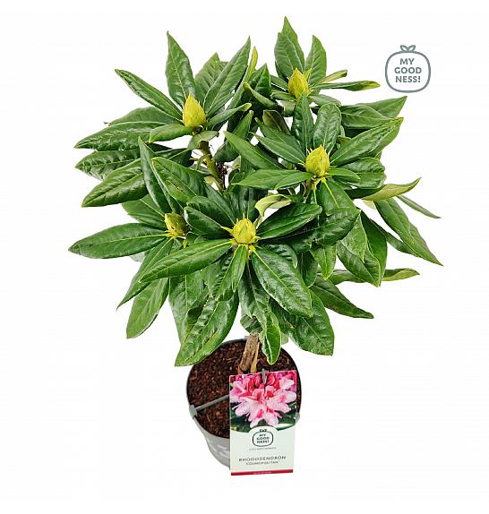 Rhododendron hybrid Cosmopolitan C3 Lit. Na steblu 30 cm
