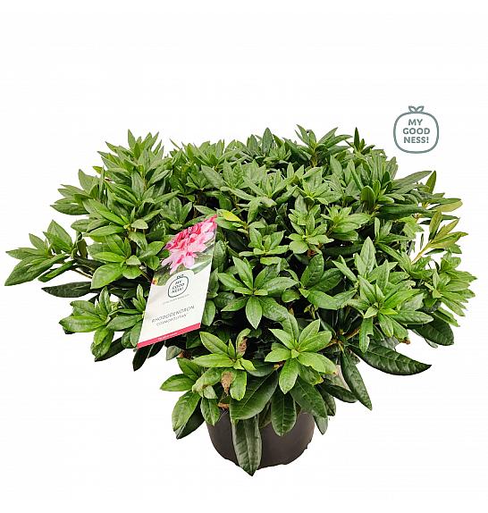 Rhododendron hybrid Cosmopolitan C25 Lit. 100 cm