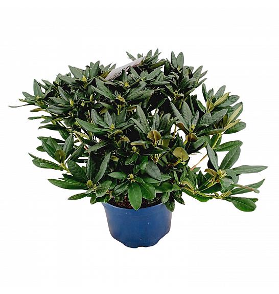 Hibridni rododendron Cosmopolitan C15 Lit. 70-80 cm