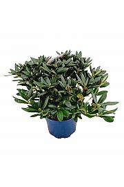 Rhododendron hybrid Cosmopolitan C15 Lit. 70-80 cm