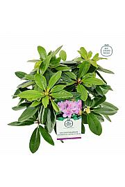 Rhododendron hybrid Catawbiense Grandiflorum C2 Lit. 30-35 cm