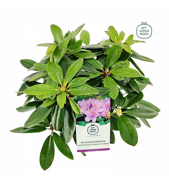 Rhododendron hybrid Catawbiense Grandiflorum C2 Lit. 30-35 cm