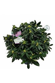 Rhododendron hybrid Cat. Grandiflorum C7,5 Lit. 50-60 cm