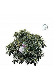 Rhododendron hybrid Cat. Grandiflorum C25 Lit. 100 cm
