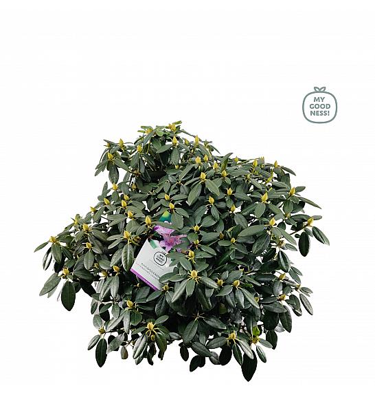 Rhododendron hybrid Cat. Grandiflorum C25 Lit. 100 cm