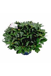 Rhododendron hybrid Cat. Grandiflorum C15 Lit. 70-80 cm