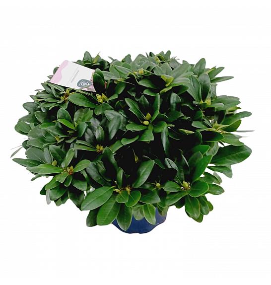 Rhododendron hybrid Cat. Grandiflorum C15 Lit. 70-80 cm