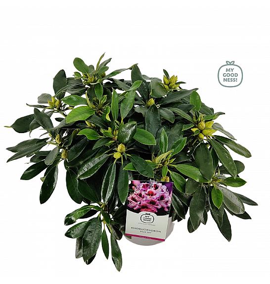 Hibridni rododendron Blue Jay C5 Lit. 40-50 cm