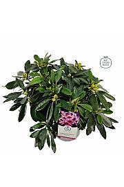 Rhododendron hybrid Blue Jay C5 Lit. 40-50 cm