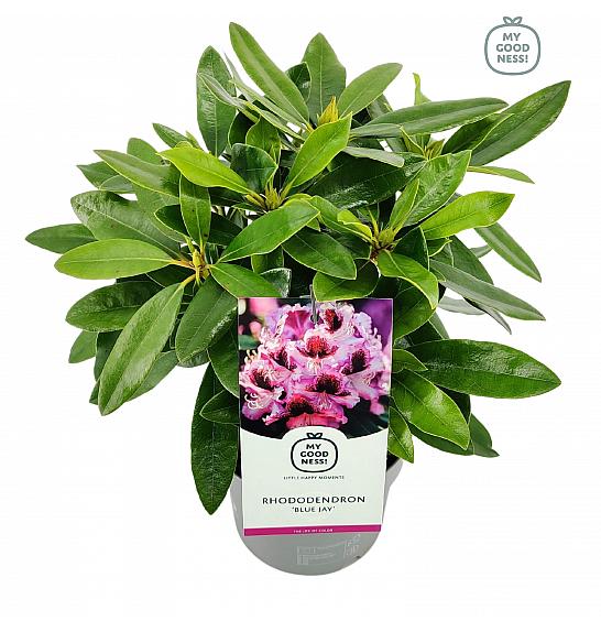 Hibridni rododendron Blue Jay C2 Lit. 30-35 cm