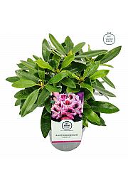 Rhododendron hybrid Blue Jay C2 Lit. 30-35 cm