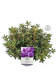 Rhododendron hybrid Azurika C2 Lit. 20-25 cm