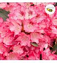 Hibridni rododendron Ana C2 Lit. 30-35 cm
