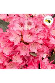 Hibridni rododendron Ana C2 Lit. 30-35 cm